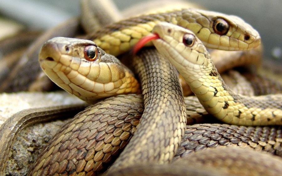 United Snakes of Advfn